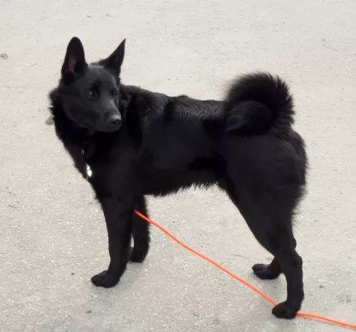 black norwegian elkhound dog - characteristics