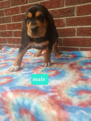AKC Bloodhound puppies