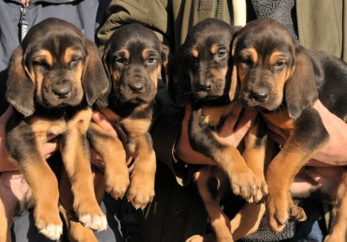 Bloodhounds Puppies Are 12 Weeks Old