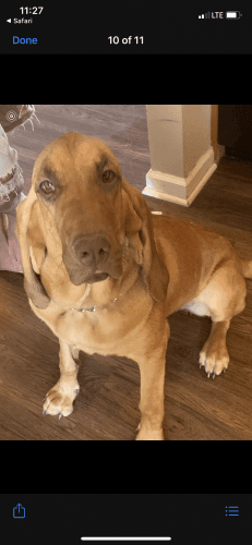 9 months old. Female.