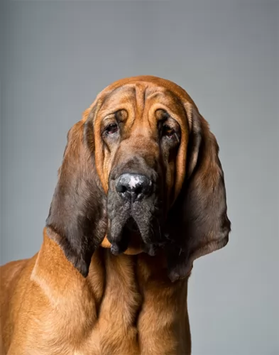 bloodhound dog - characteristics