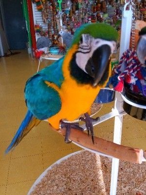 Blue-and-yellow Macaw Birds for sale in Adrian, TX 79001, USA. price: $460