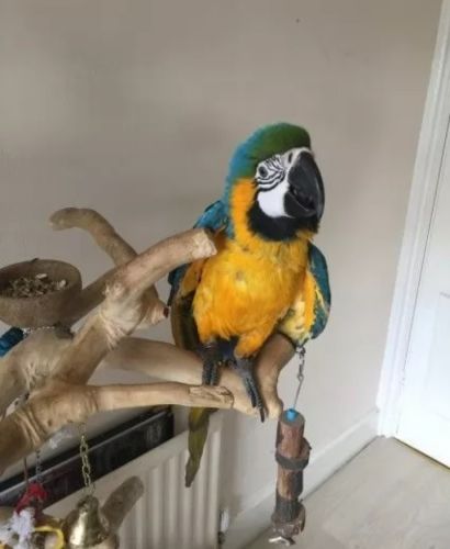 Beautiful Blue-and yellow macaw parrots for sale