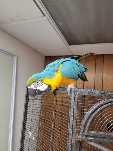 Selling my blue and gold macaw