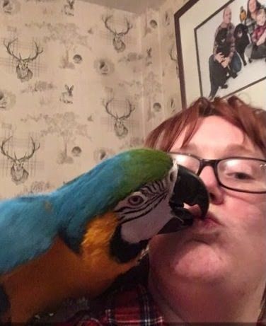 Wow & Super Gorgeous Blue & Gold Macaw