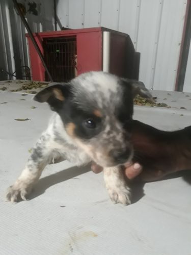 Blue Heeler border collie mix puppies for sale