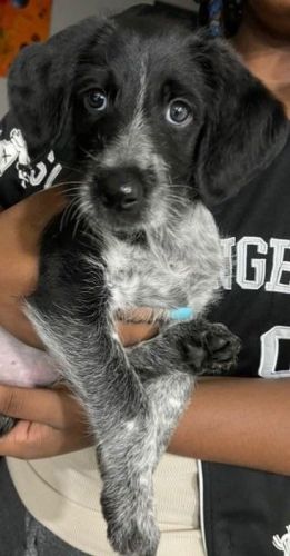 Blue Cadoodle Male Puppy