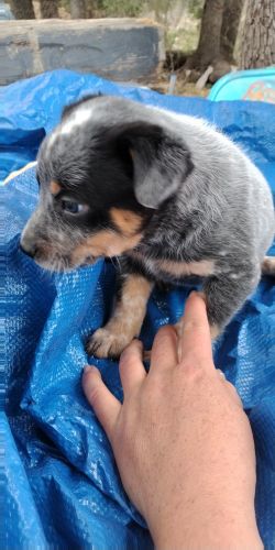 Blue Heeler Puppies/Hill Country Tx