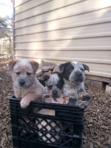 Blue heeler puppies 8 weeks old