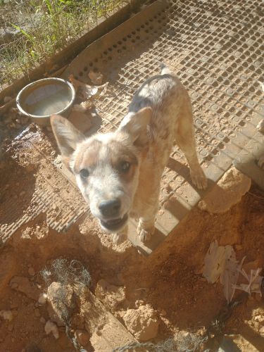 Blue healer .red& white