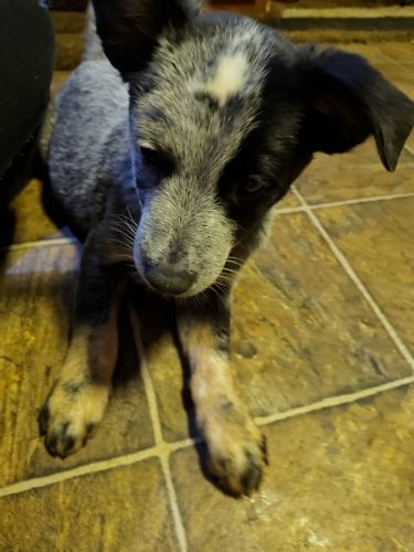 Blue healer puppies