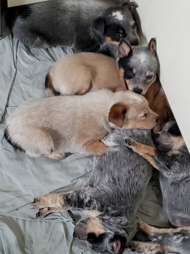Heeler puppies
