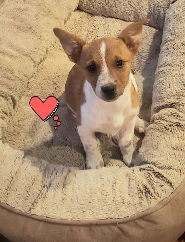 Blue Heeler x Corgi Mix