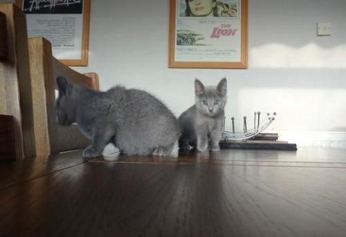 RUSSIAN BLUE KITTENS