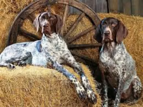bluetick coonhound dogs - caring
