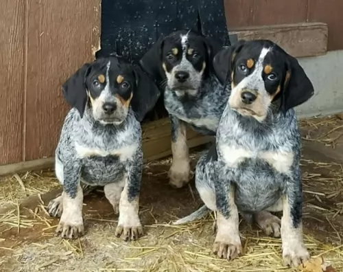 bluetick coonhound puppies - health problems