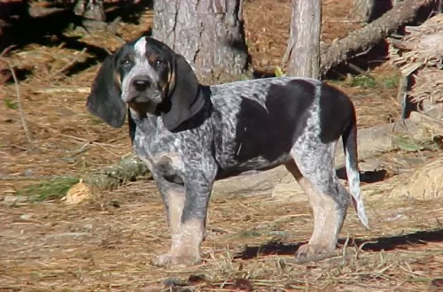 bluetick coonhound puppy - description