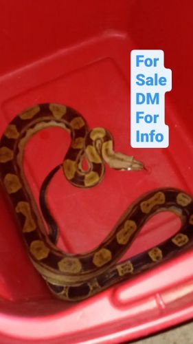 Motley 100%het albino boa