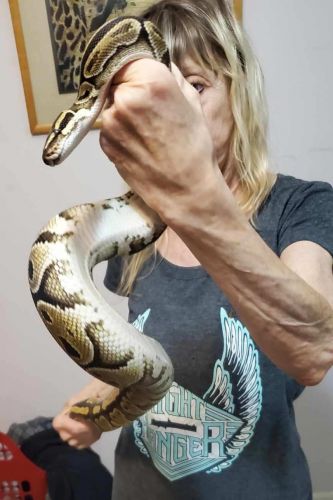 Columbian ted tail boa co strictor