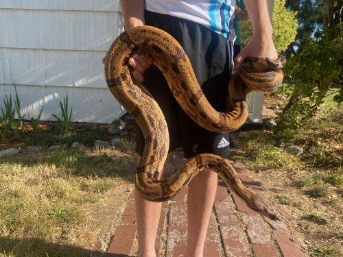 Adult Hypo Arabesque 100% Het Kahl Boa For Sale!
