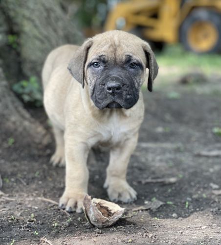 Fawn Boerboel Female