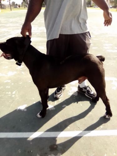 Rare boerboel male stud