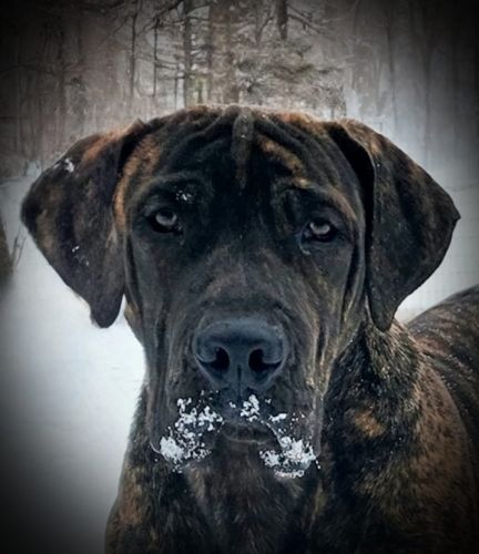 Rehoming 7 month old Boerboel