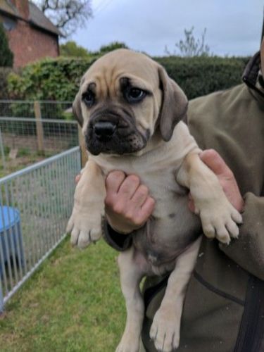 beautiful chunky male Boerboel puppy