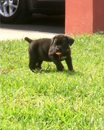 Happy and Sweet Male/Female Boerboel Puppies available