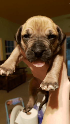 South African Boerboel