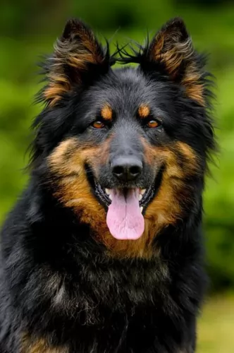bohemian shepherd dog - characteristics