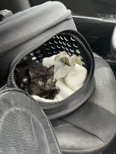 Milo is looking for a new home