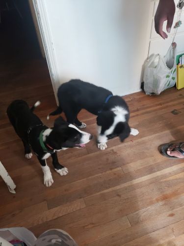 2 male border collues puppies left