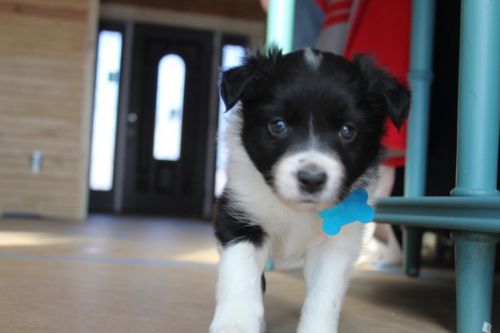 Border Collie for sale