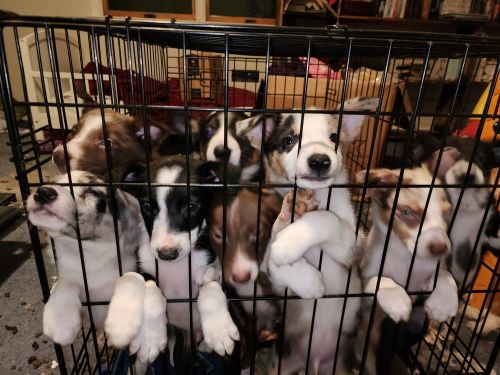 Border collie pups red, black, tri, blue merle, red merle