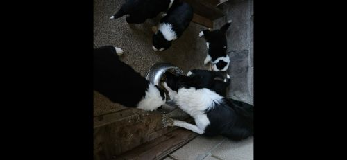 Border Collie Puppies for sale in Hesperia, CA 92344, USA. price: $450