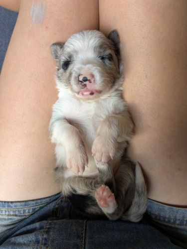 Registered border collies