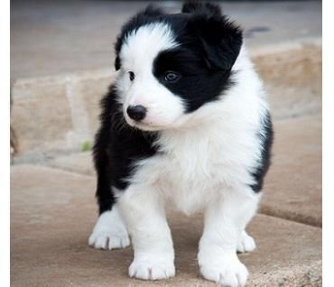 Still Border Collie Puppies arrived
