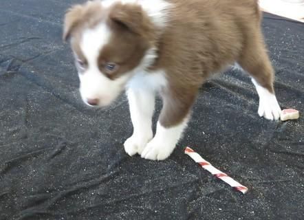 Border Collie Puppies Kc Registered