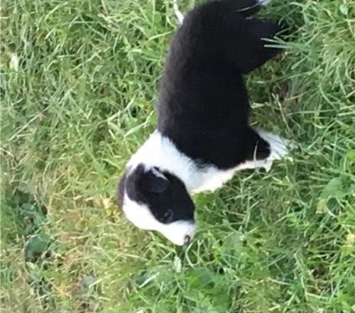 Border Collie Puppies