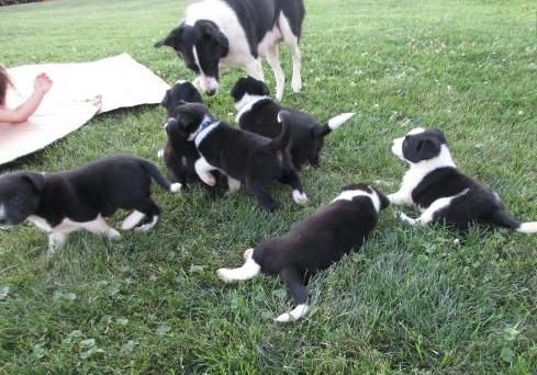 Border Collie Puppies (***) ***-***4