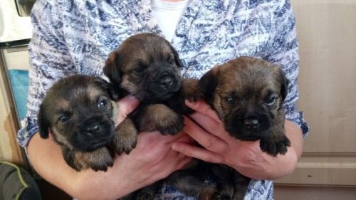 Kc Reg Border Terrier Puppies