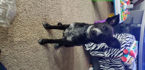 Khaleesi-Border Collie/Blue Heeler Mix