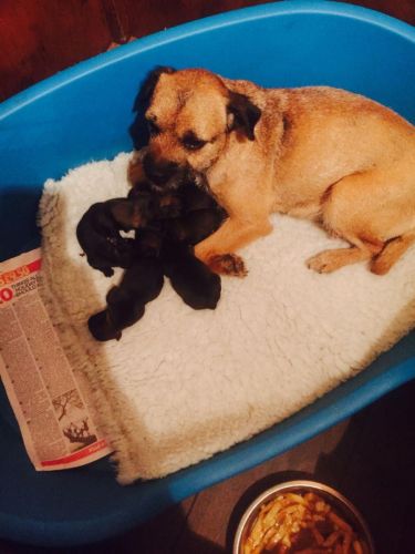 Border Terrier puppies