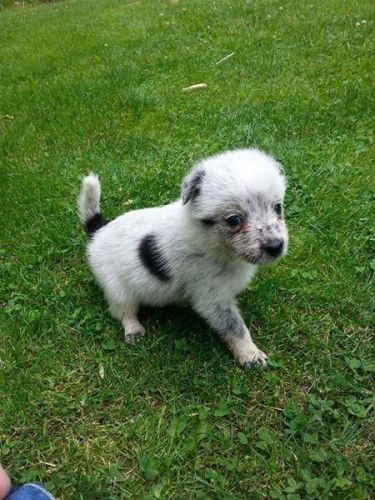 Miniature Longhair border heeler Puppy