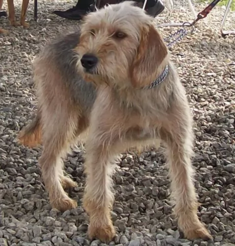 bosnian coarse haired hound
