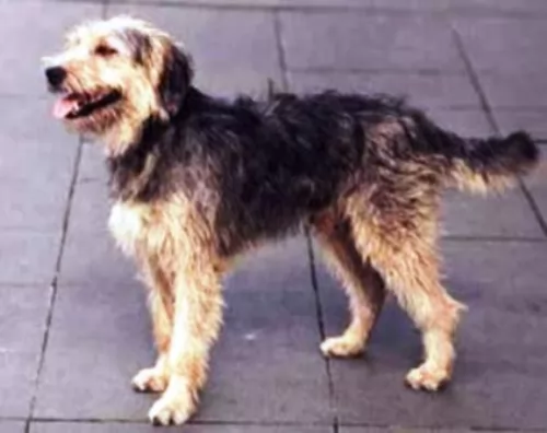 bosnian coarse haired hound dog - characteristics
