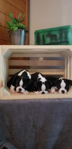 energetic Boston Terrier Puppies