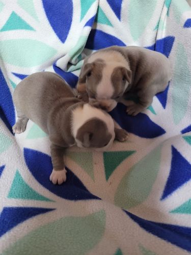 Boston terrier puppies