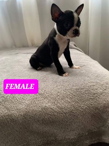 BOSTON TERRIER